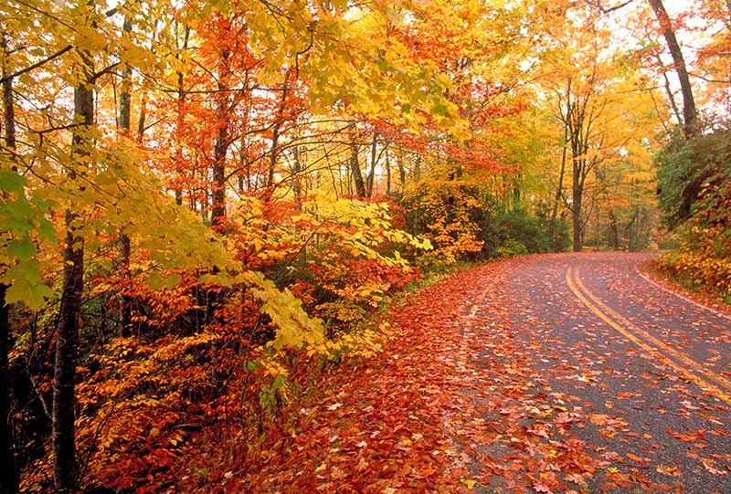 Road during fall season